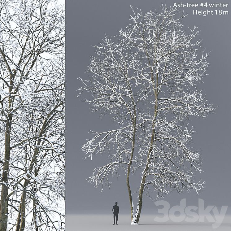 Winter Ash | Ash-tree winter (18m)