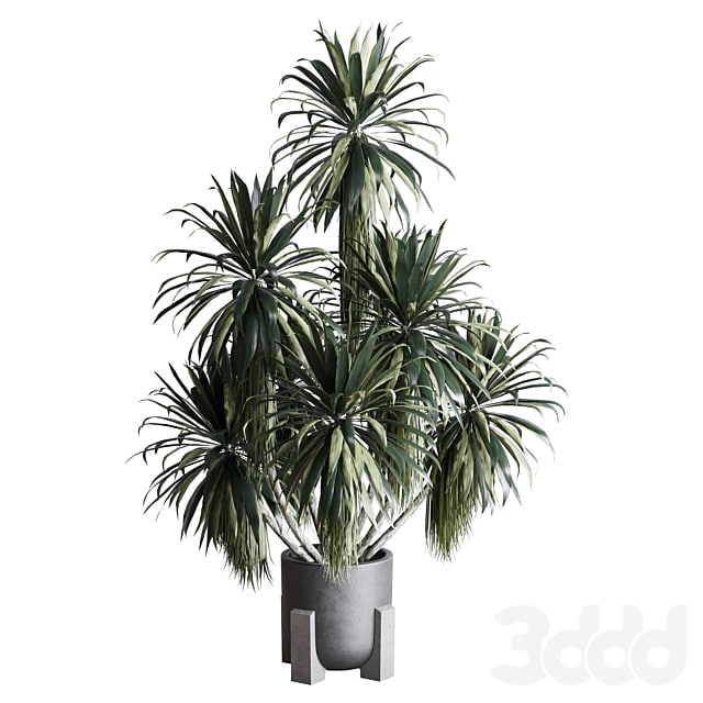 palm plant in concrete dirt vase - Indoor plant 275