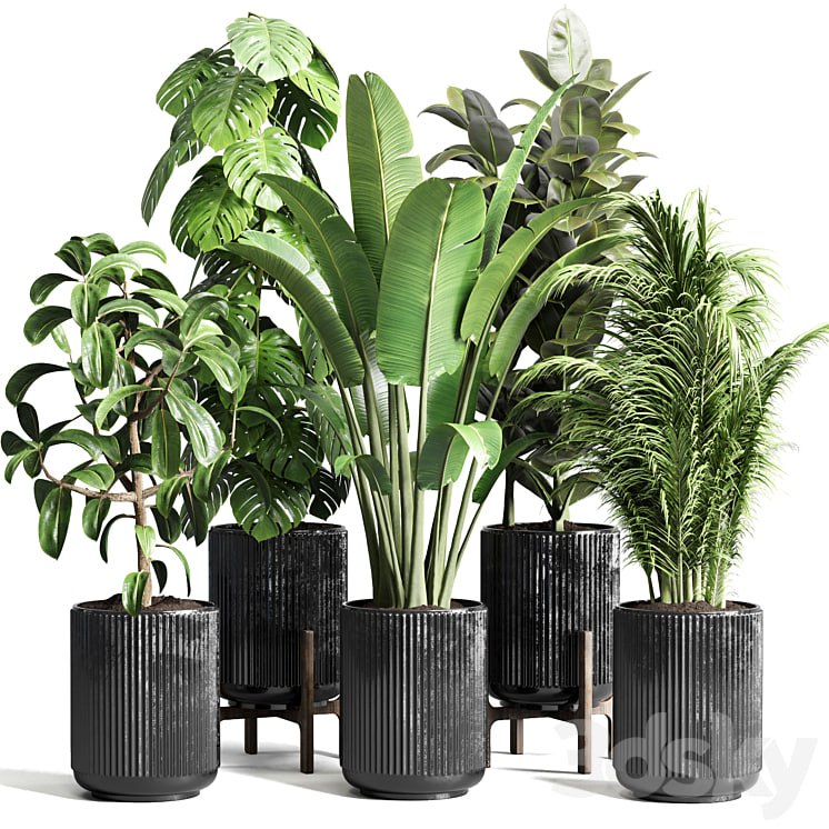 Collection indoor plant 110 pot plant ravenala ficus rubbery monstera palm concrete dirt vase