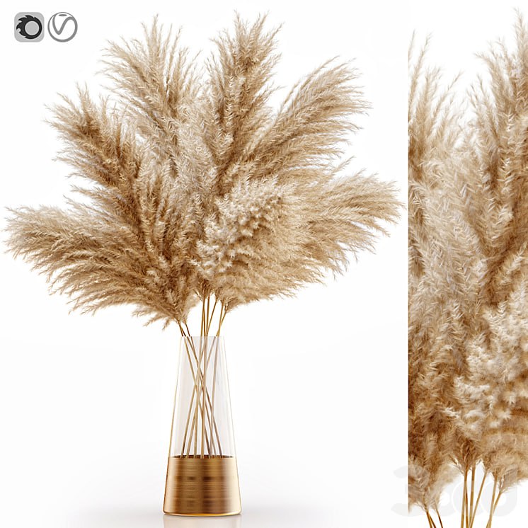 Pampas grass 11