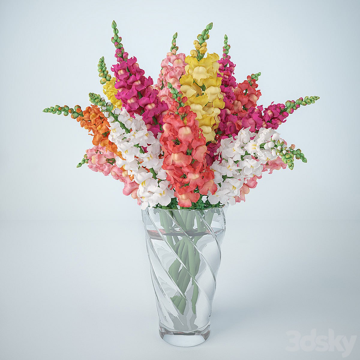 Snapdragon (Antirrinum)