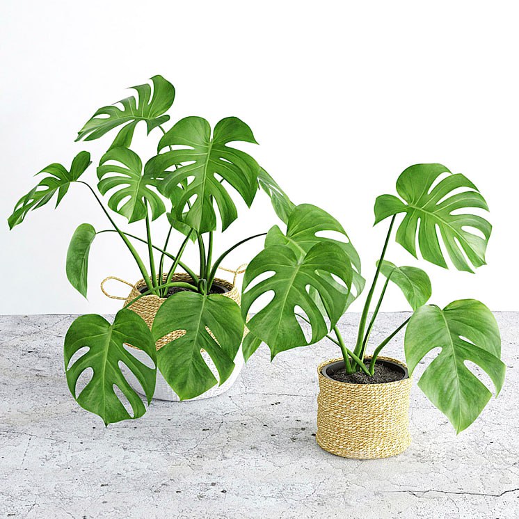 Monstera 3