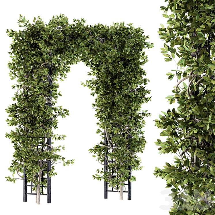 Outdoor Plant Set 121 - Pergola Ivy