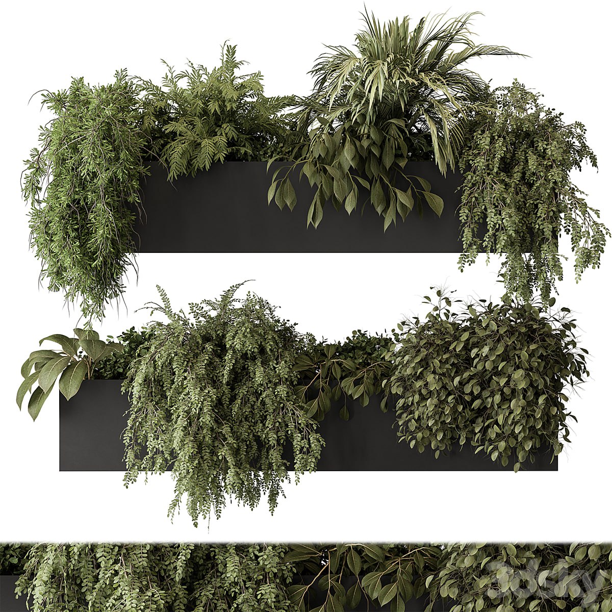 indoor Plant Set 297 - Hanging Plants