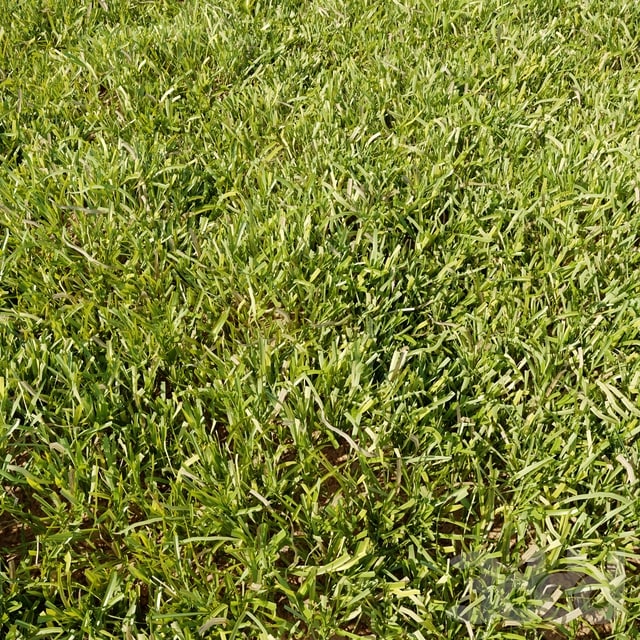 High Details Grass