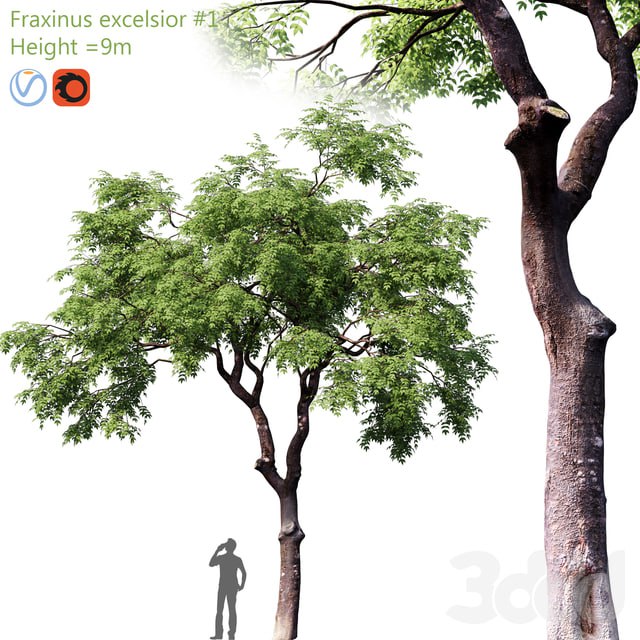 Fraxinus excelsior # 1
