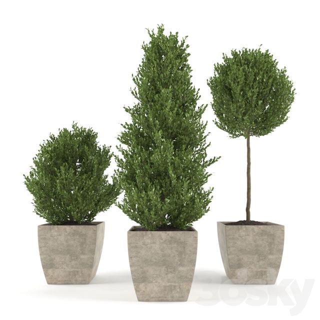 Boxwood - Set 1