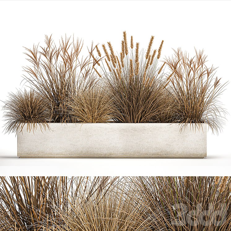 Plant collection 1072. pampas grass, reeds, flowerbed, landscaping, bushes
