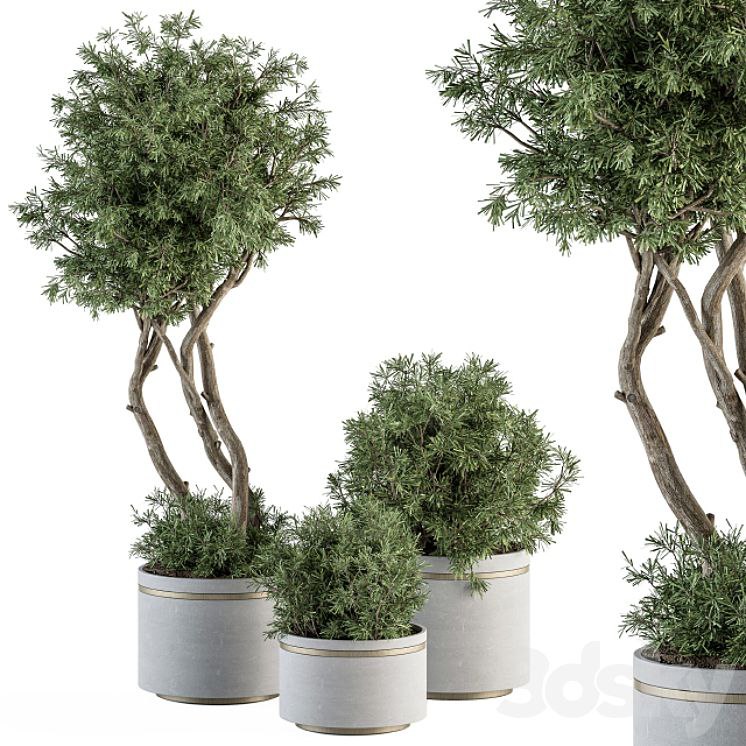 indoor Plant Set 309 - Needle Tree and Bush Set in pot