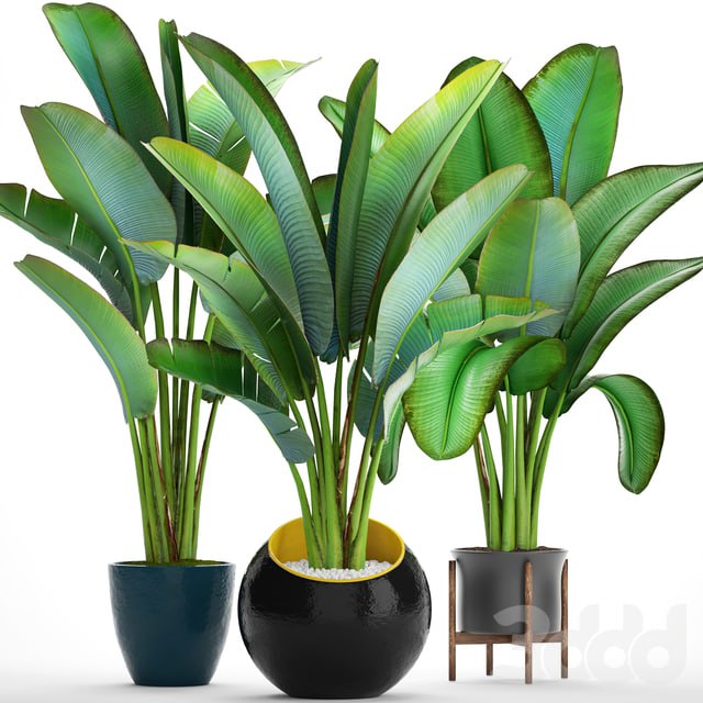 Collection of plants 82. Strelitzia, ravenala, thickets, bushes, tropical, exotic, outdoor, flowerpot, banana palm