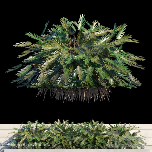 Philodendron Xanadu exterior kit