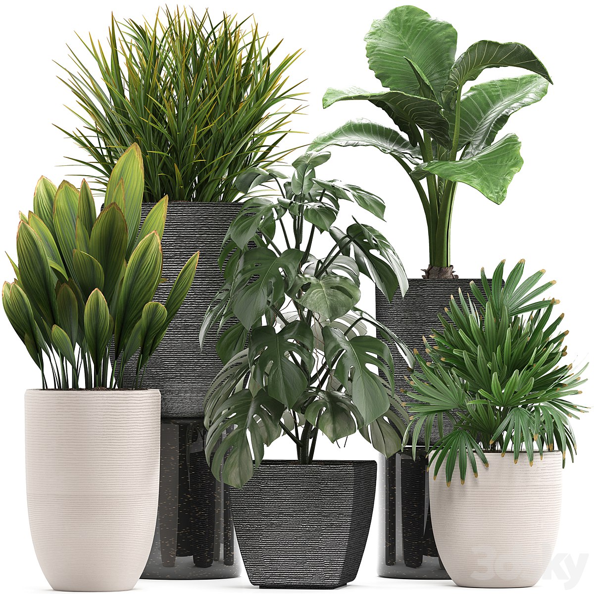 Plant collection 277. palm grass, monstera, rapis, alocasia, pot, flowerpot