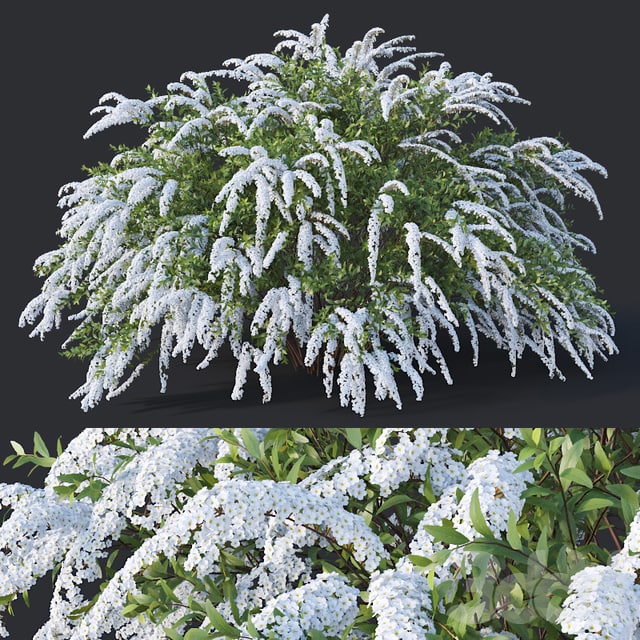 Spiraea # 6 Spiraea X Cinerea. Grefsheim H140cm