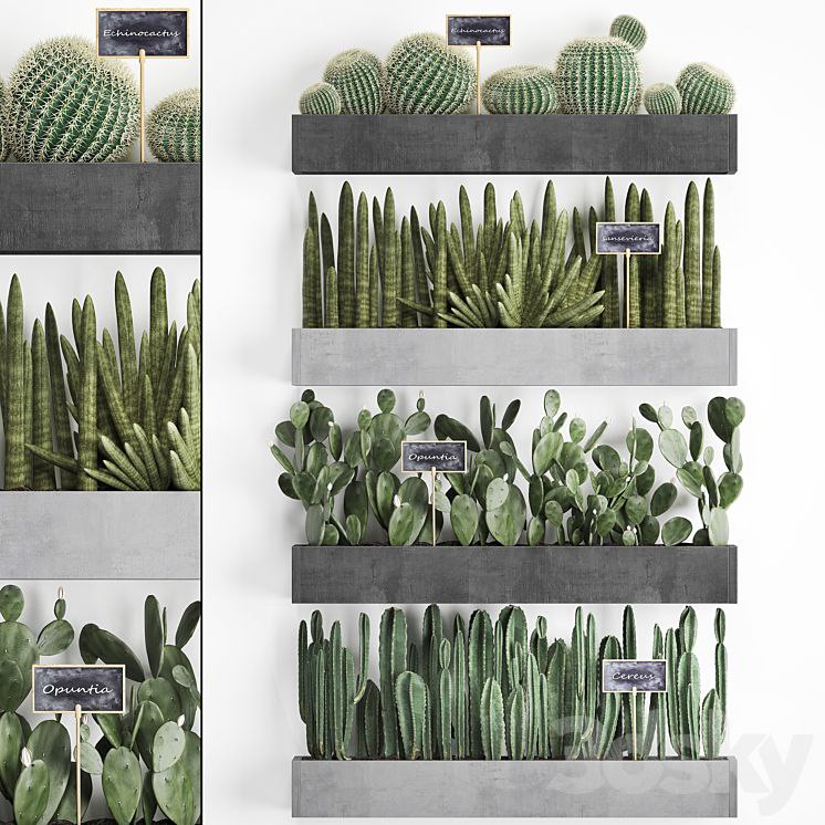 Vertical gardening. 43. Cacti, shelf with flowers, echinocactus, cereus, sansevieria, Prickly pear, Barrel cactus, eco design, plants, phytowall
