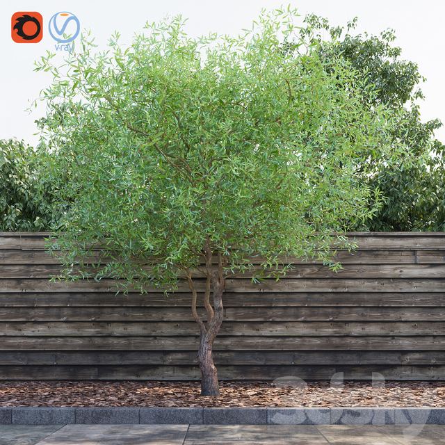 Willow Matsudana Tortuoza (Salix matsudana Tortuosa)|