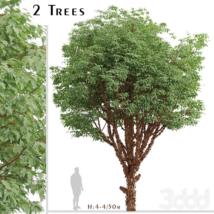 Set of Paperbark Maple Trees (Acer Griseum) (2 Trees)