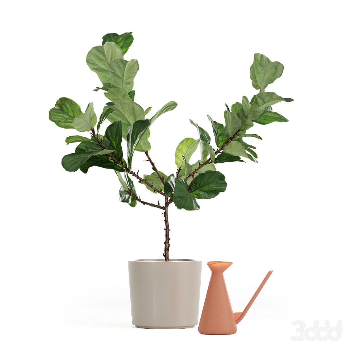Ficus lyrata 150cm -leaf