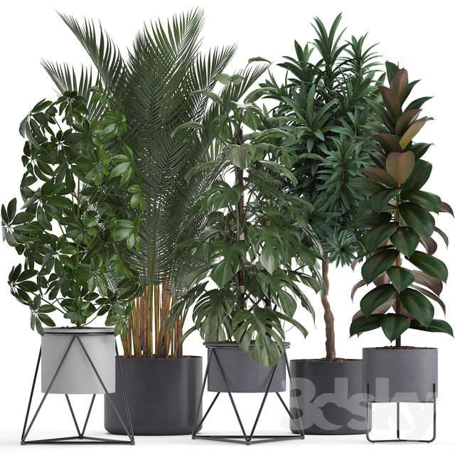 Plant collection 284. Palm, Ficus, monstera, indoor plants, shefflera, pot, stylish flowerpot, ficus abidjan, Scandinavian style