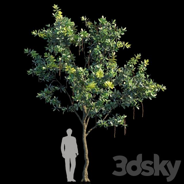 Barringtonia Acutangula Var 2