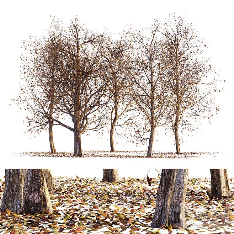 Collection of dry autumn trees 001