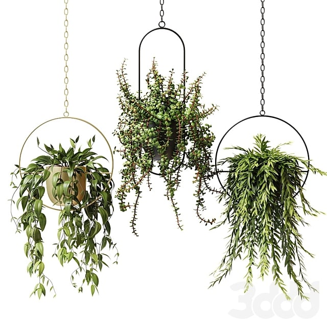 Ampel plants in hanging planters - set 13