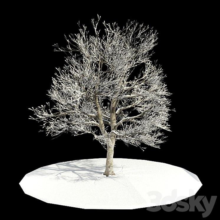 tree-snow / tree in snow