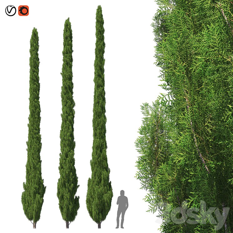 Cupressus 9-10m