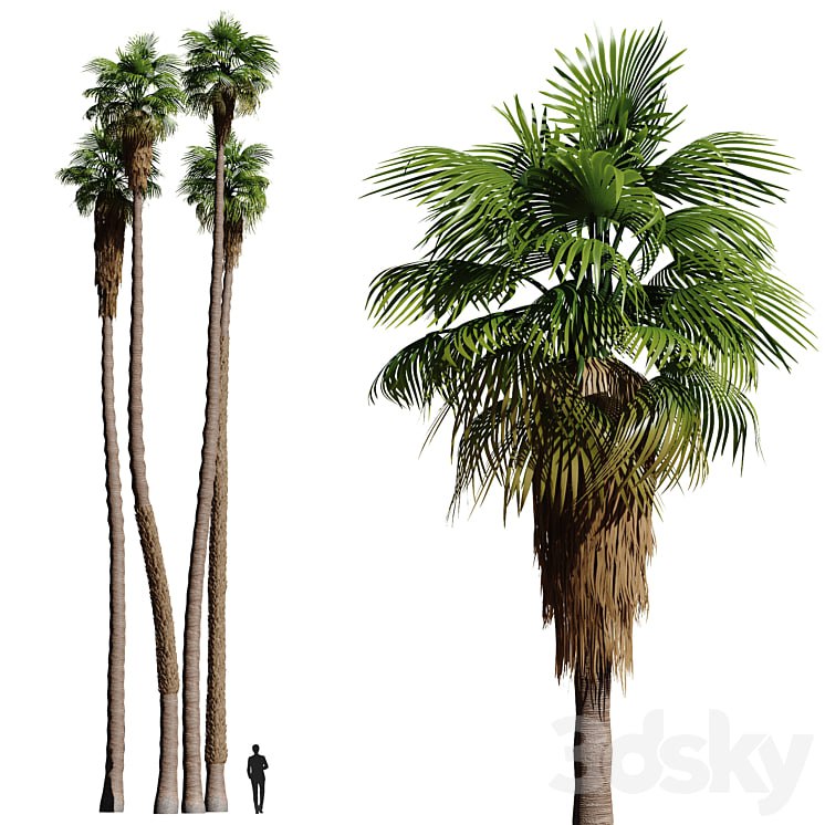Set of California fan palm trees (Washingtonia palms)