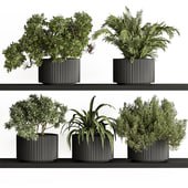 indoor Plant Set 402 - Small Plant pot