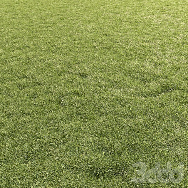 Lawn Grass 01