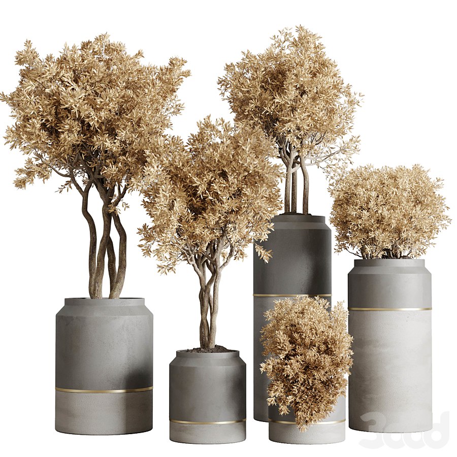 collection autumn leaves Indoor plant 128 dirty concrete pots dry plants corona #