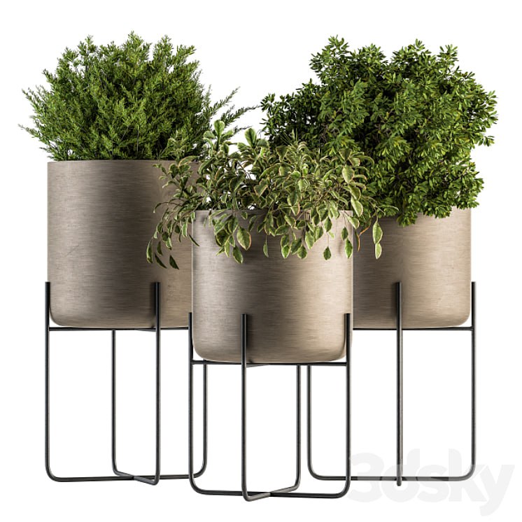 indoor Plant Set 149 - Plant in Pot