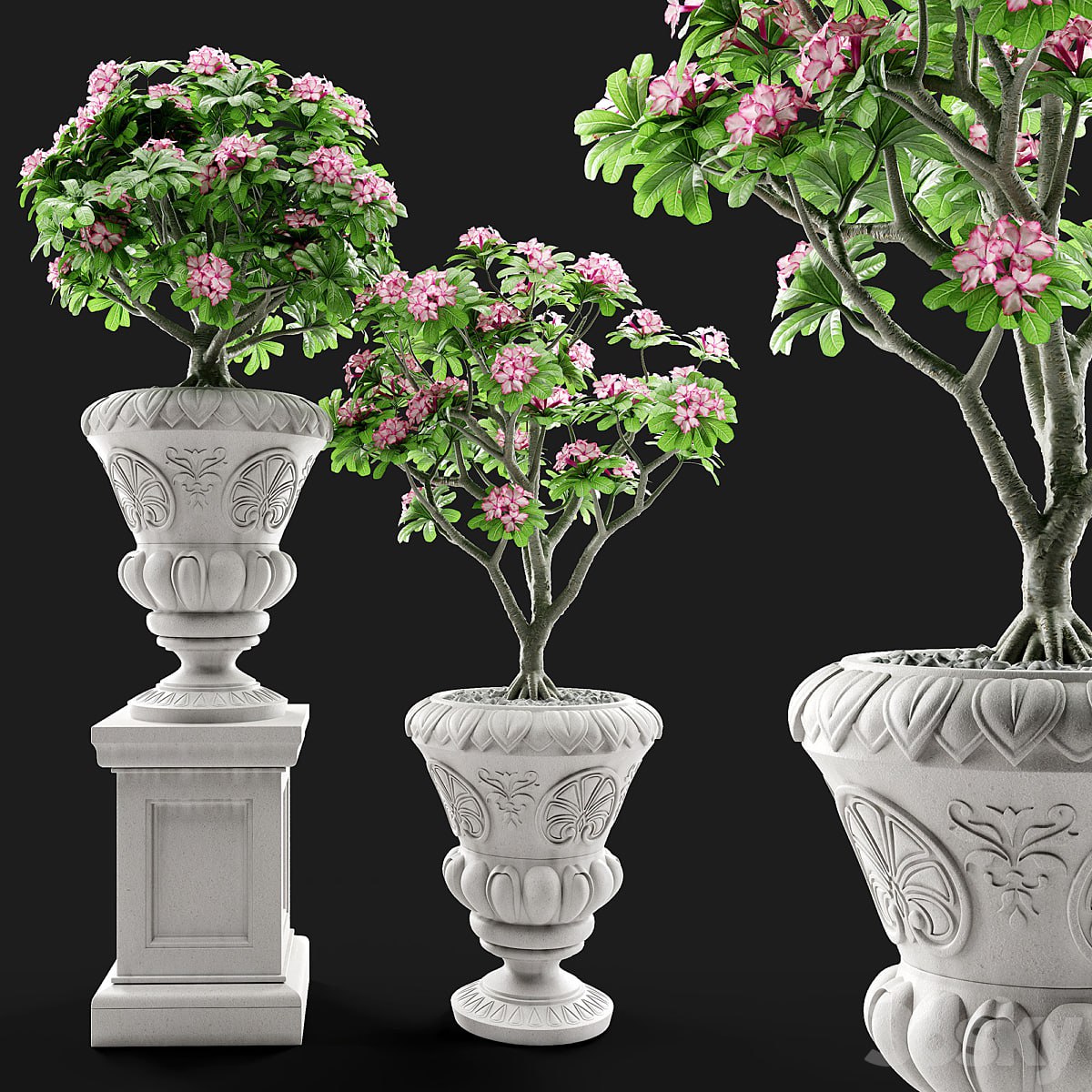 Adenium Desert rose in classic vase