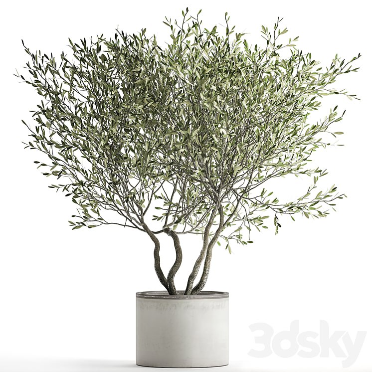 Olive tree 970. Olive, tree, white pot, flowerpot, interior, office, outdoor, decorative, topiary