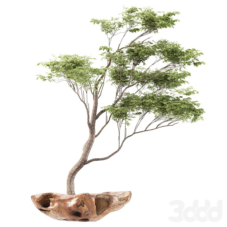 bonsai5