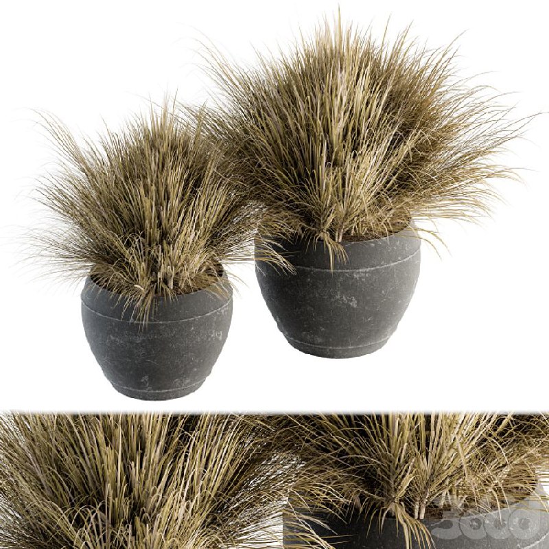 Outdoor Plant Set 204 - Dried Grass in Pot