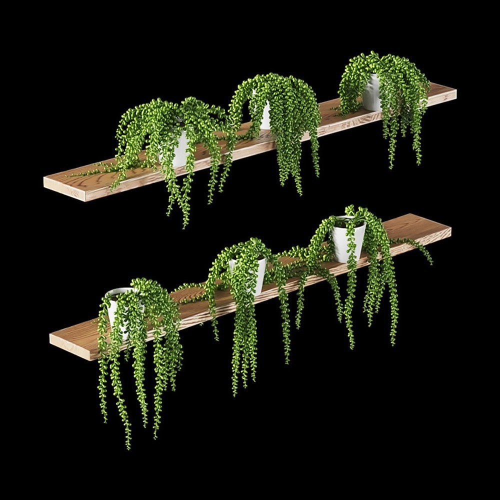 Succulents. Set of 6 models