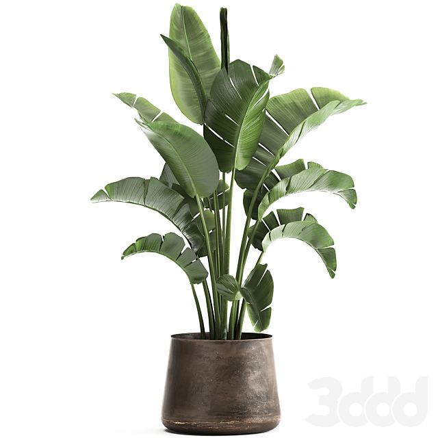 Plant collection 916.