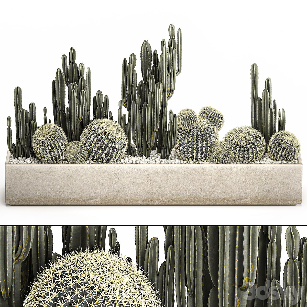 Plant collection 1097. Cacti, Cereus, Landscaping, Pot, Flowerpot, Round Cactus, Echinocactus, Barrel cactus