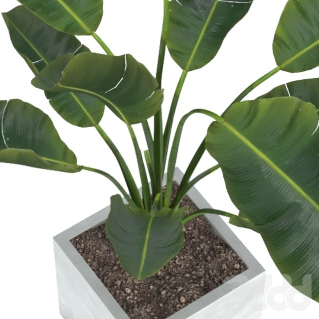 Strelitzia Nicolai in Pot
