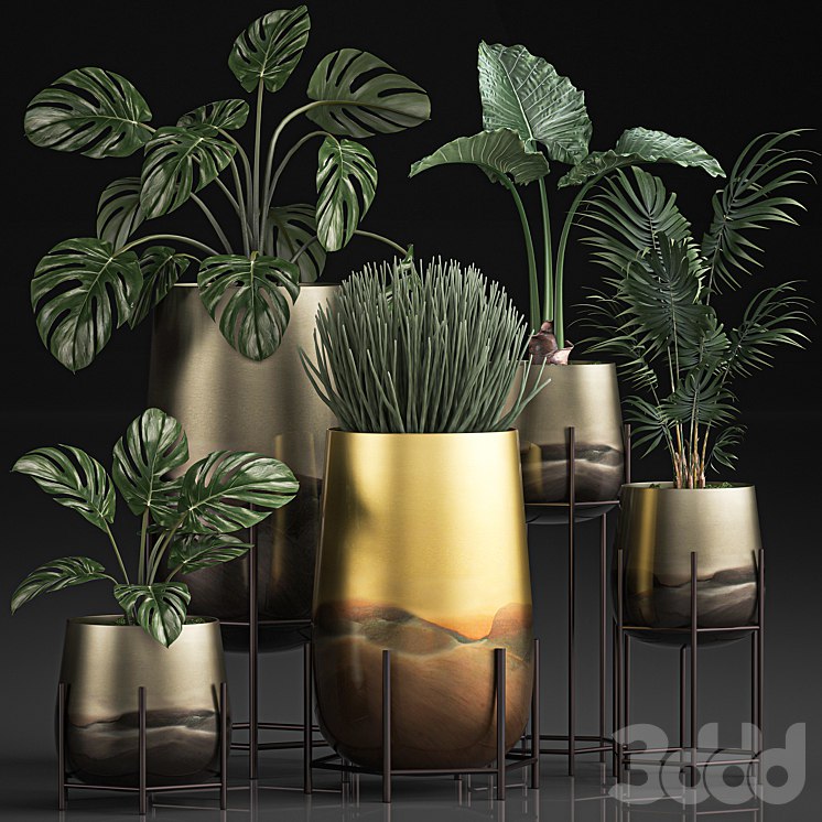 Plant Collection 544