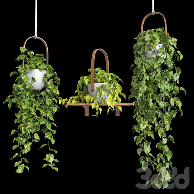Hanging plants - Scindapsus