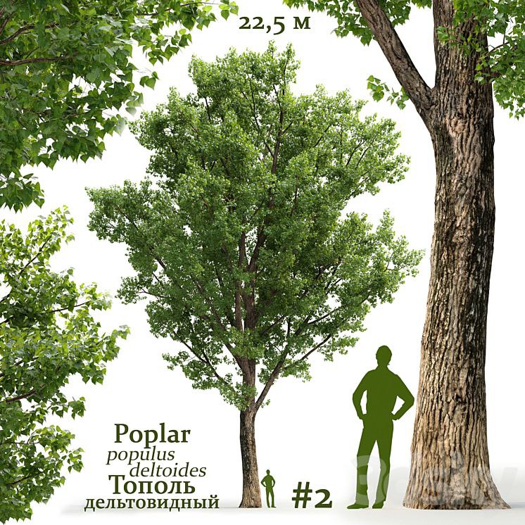 Poplar / Populus deltoides