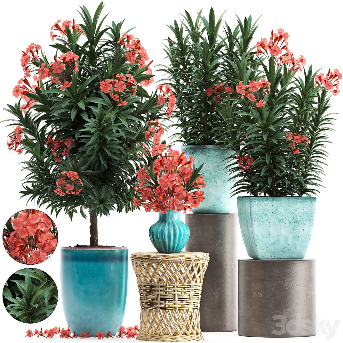 Plant Collection 270. Nerium oleander, flowering tree, pot, flowerpot, bush, bouquet, indoor plants, garden plants, landscaping, for the park, garden