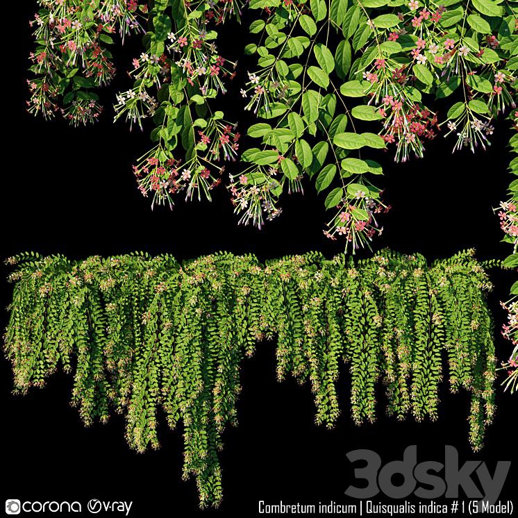 Combretum indicum | Quisqualis indica # 1 (5 Model)