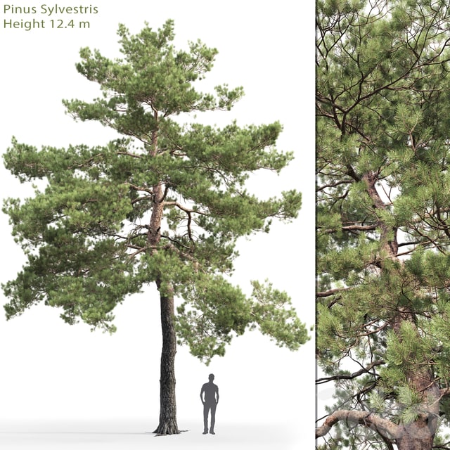 Pinus Sylvestris # 13 ()