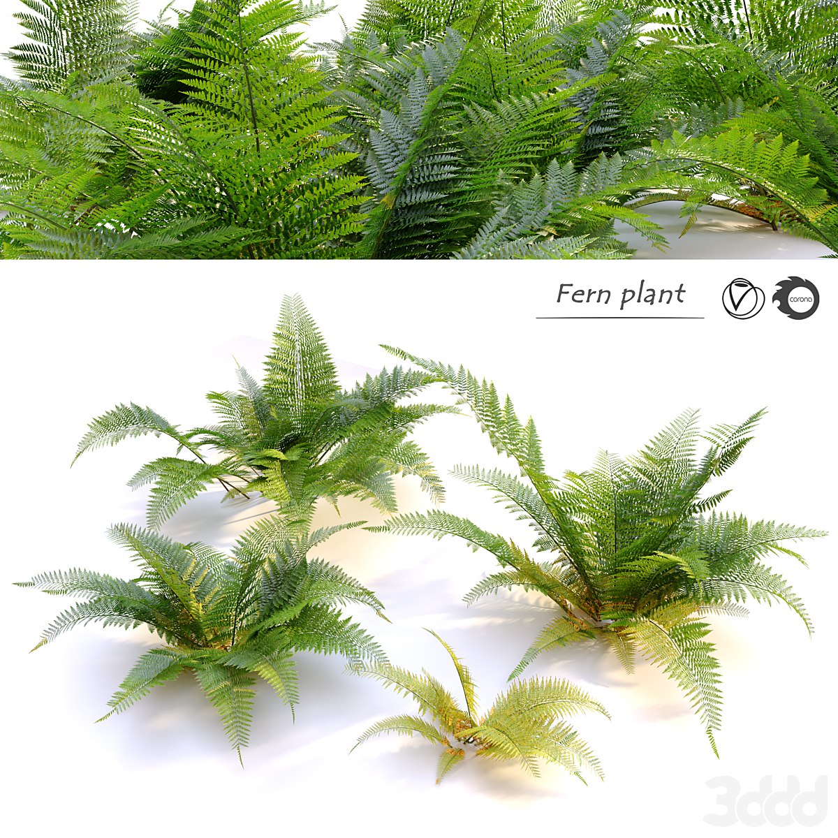 Fern plant