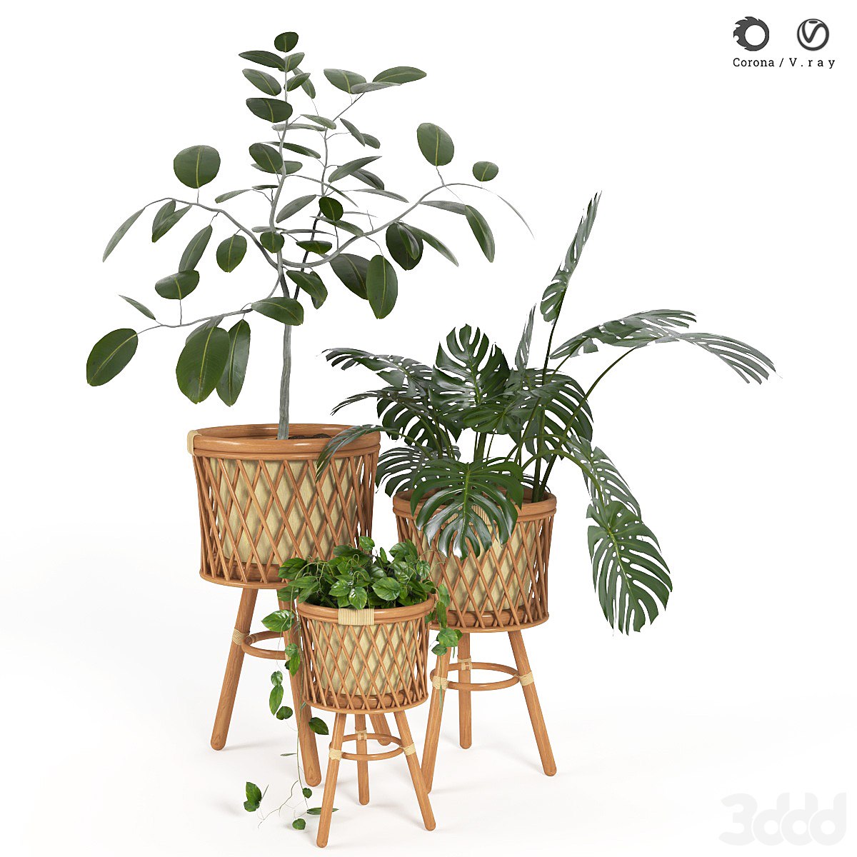 plant indoor 02
