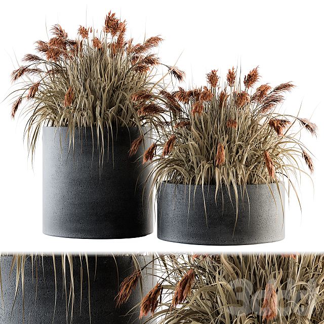 indoor Plant Set 140 - Indian Grass