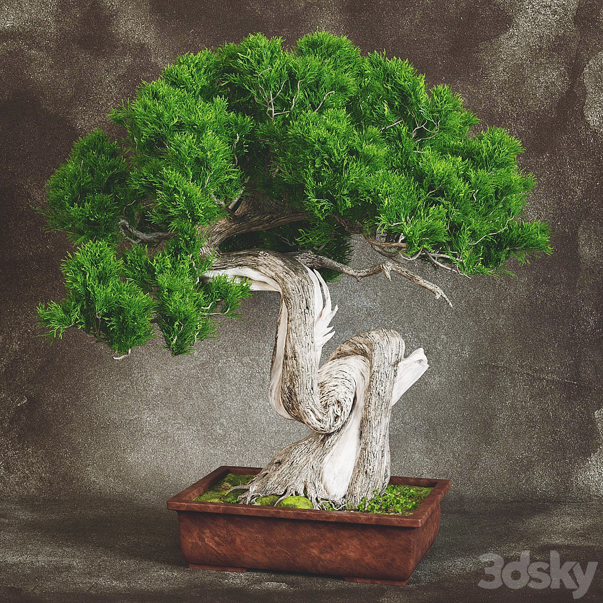 Bonsai 2